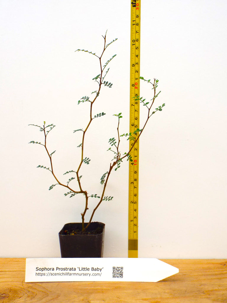 little trees bonsai nursery Sophora prostrata Little Baby Pre Bonsai Trees