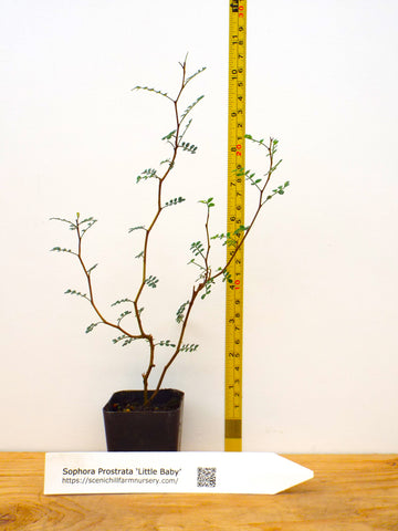 Sophora prostrata Little Baby Pre Bonsai Trees - Landscape Specimen Shrub