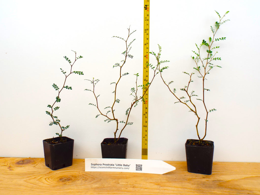 little trees bonsai nursery Sophora prostrata Little Baby Pre Bonsai Trees