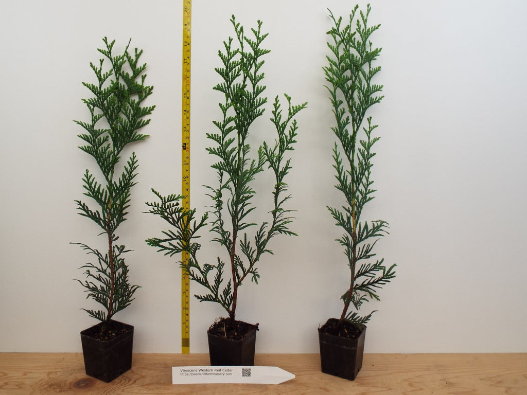 Thuja plicata 5gal Western Red Cedar