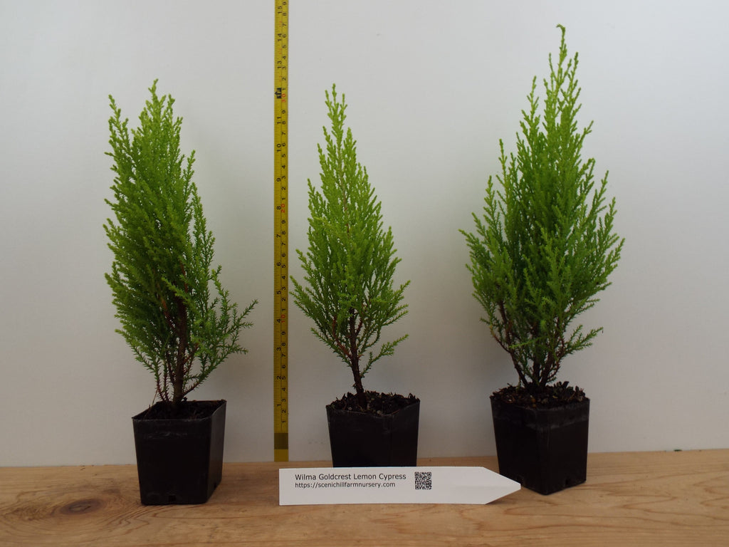goldcrest plant Wilma Goldcrest Lemon Cypress – Scenic Hill Farm Nursery