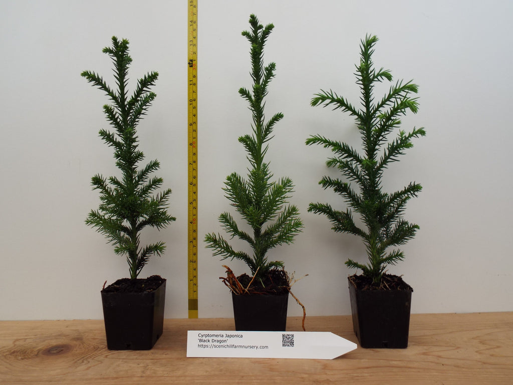 樹木形在銘筆筒 [B26474] Black Dragon Japanese Cedar- Landscape, Container, or Pre-Bonsai