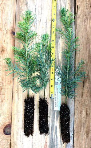 Apache White Fir 1 Year Old Trees (Abies concolor) Landscape, Windbreaks and Christmas Trees