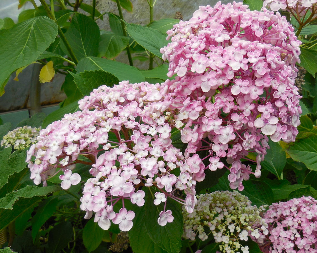 Hydrangea macrophylla 'Ayesha' -Unique Double-Petaled, Cup-Shaped
