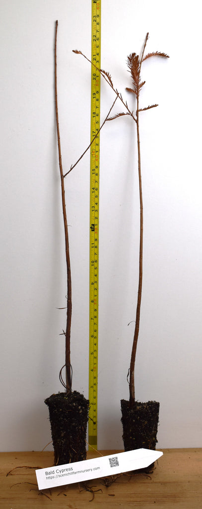 Bald Cypress Tree (Taxodium distichum) Bare Root and Potted