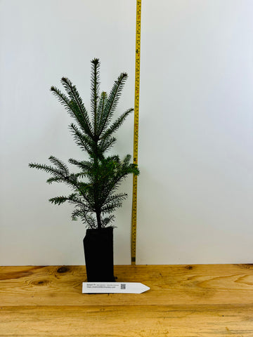 Balsam Fir, Abies balsamea