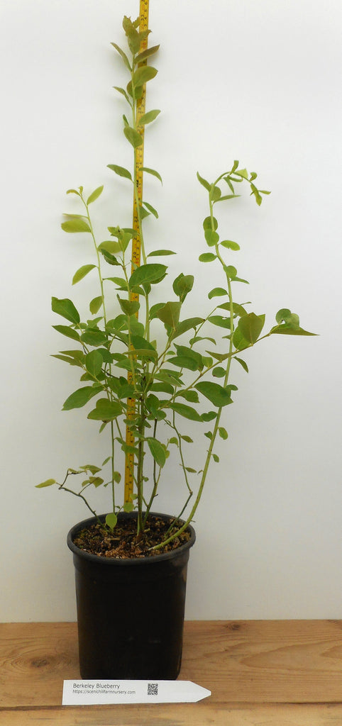 plant pots berkeley Berkeley Mid Season Blueberry- Large Gallon Containers- Large berries- Excellent Flavor