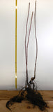 Big Leaf Maple (Acer macrophyllum) - Bare Root Seedlings