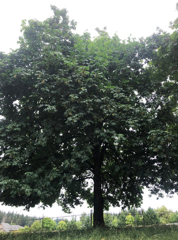 Big Leaf Maple (Acer macrophyllum) - Bare Root Seedlings