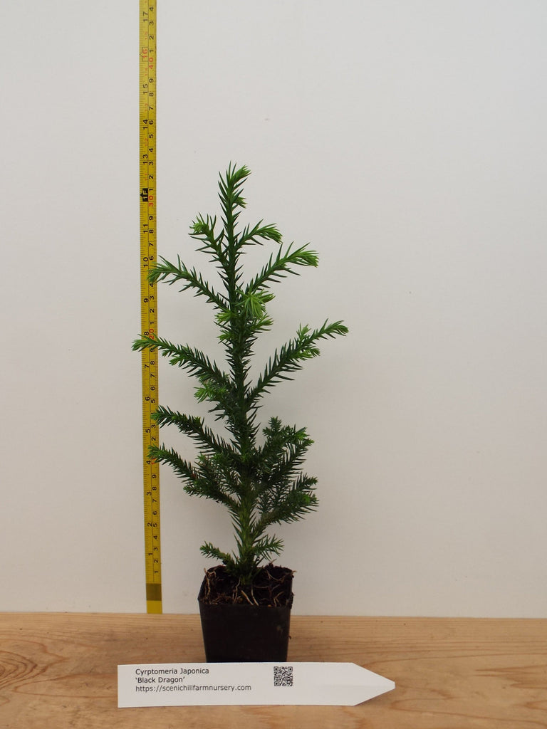 dragon tree bonsai nursery Black Dragon Japanese Cedar- Landscape, Container, or Pre-Bonsai