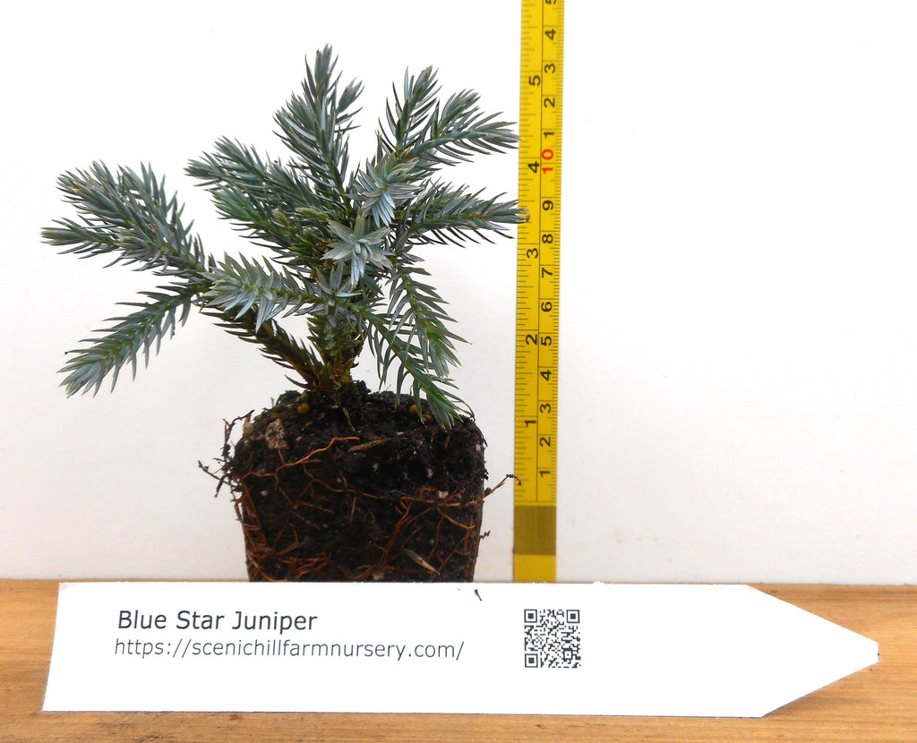 juniper succulent Juniperus squamata Blue Star