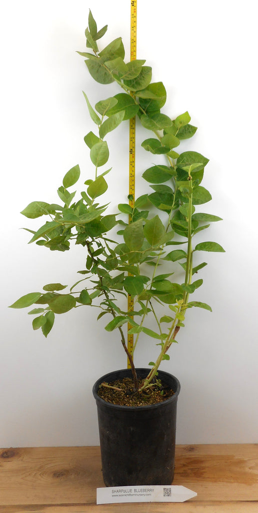 can i plant a blueberry bush in a pot Sharpblue Southern Highbush Blueberry Plants- Early Season- Large One – Scenic Hill Farm Nursery