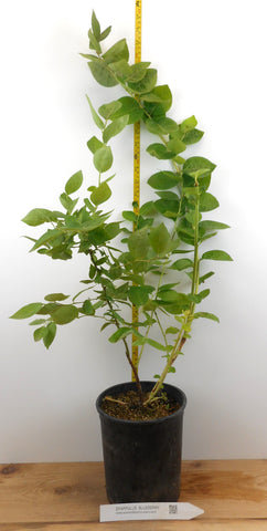 Sharpblue Blueberry Plants- Early Season- Large One Gallon Containers