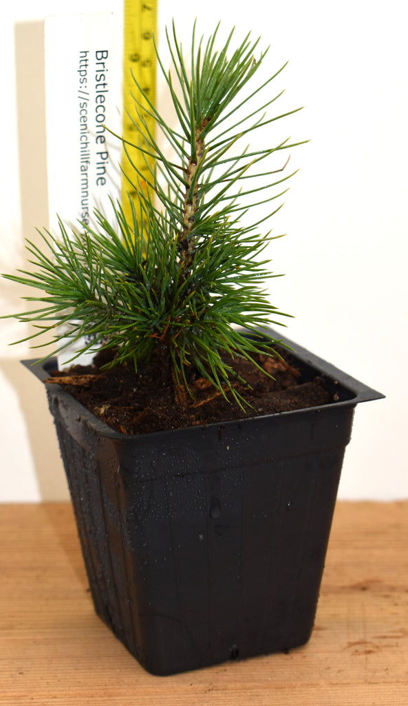bristlecone pine bonsai tree Bristlecone Pine (Pinus aristata)- Bonsai, Xeriscaping and Rocky Landscapes