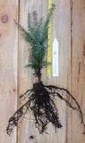 Canaan Fir Trees, C- Abies balsamea var. phanerolepis