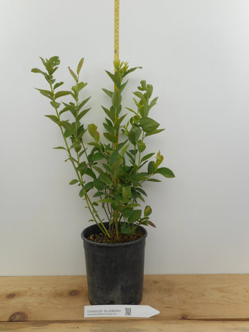 Chandler Blueberry Plants- Mid Season- Large One Gallon Containers