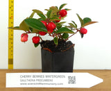 Gaultheria Cherries Berries™- Wintergreen, Teaberry- Aromatic Leaves, Colorful Red Berries