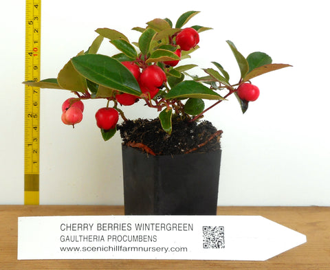 Gaultheria Cherries Berries™- Wintergreen, Teaberry- Aromatic Leaves, Colorful Red Berries