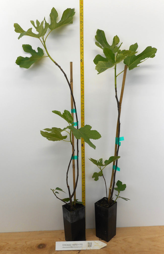 Fig Trees - 14 Varieties - Mix and Match - Free Shipping – Scenic