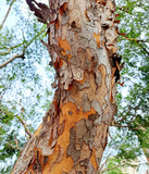 Ulmus parvifolia, Chinese Lacebark Elm - Bonsai or Landscape