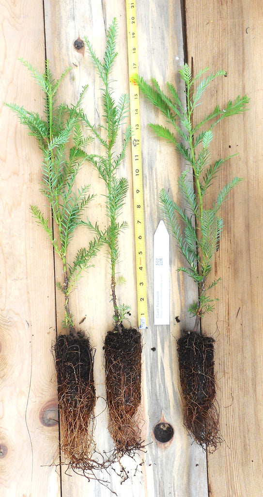 redwood sapling vape juice Coast Redwood Trees, 12” - 16” Tall