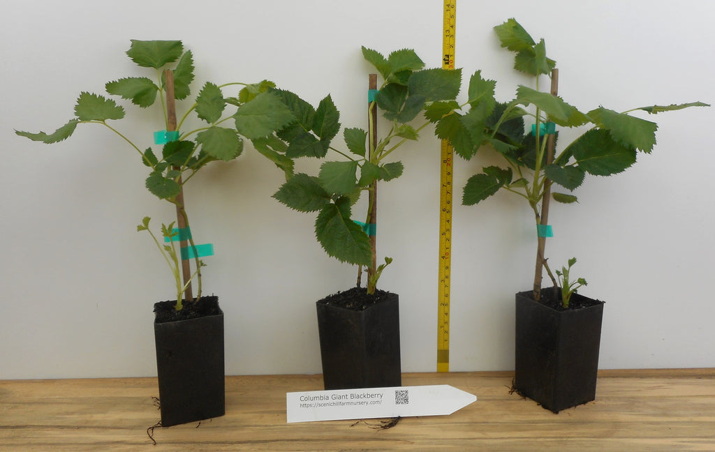 Columbia Giant Blackberry Plants- Trailing- 2
