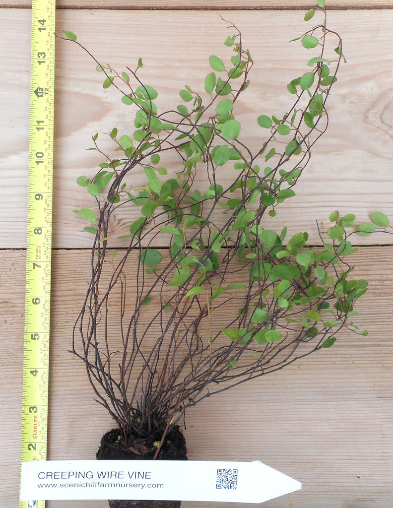 wire vine indoor plant Muehlenbeckia Complexa