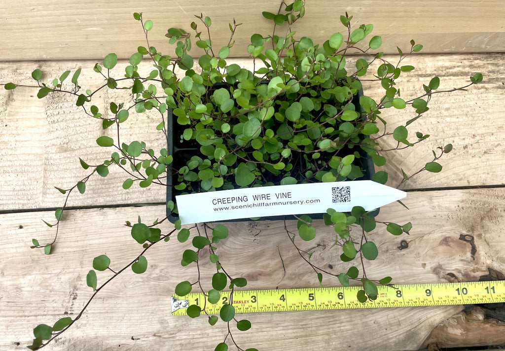 wire vine indoor plant Muehlenbeckia Complexa