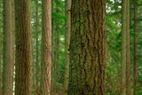 Douglas Fir Tree - One Gallon Container - Pacific Coast/Willamete Valley and  Lincoln National Forest
