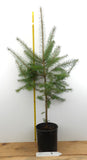 Douglas Fir Tree - One Gallon Container - Pacific Coast/Willamete Valley and  Lincoln National Forest
