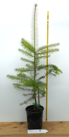 Douglas Fir Tree - One Gallon Container - Pacific Coast/Willamete Valley and  Lincoln National Forest
