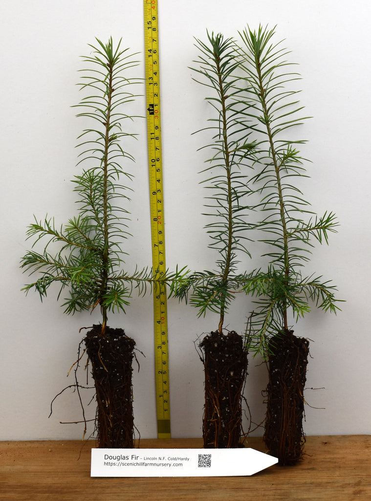 Douglas Fir Tree (Pseudotsuga menziesii) Rocky Mountain -Lincoln