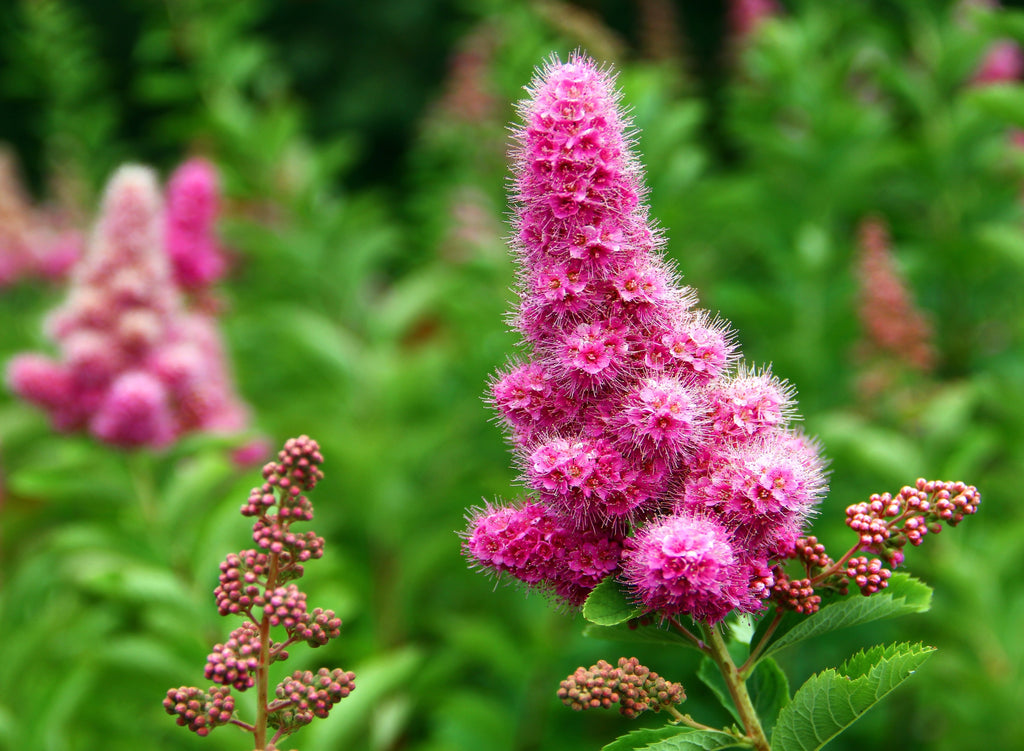 Spiraea douglasii 5gal Douglas Spirea