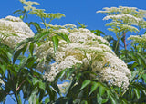 Elderberry - Black Elderberry Plants - 8 Varieties - Intensely Flavored Fruit