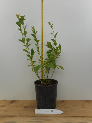 Elliott Blueberry Plants- Late Season- Large One Gallon Containers