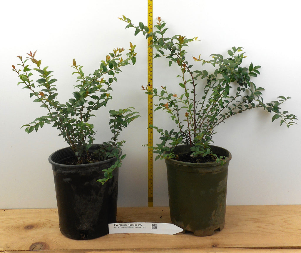 Evergreen Huckleberry Tasty Berries, Flower Arrangements Large Gallo