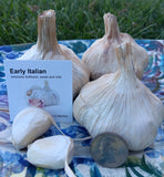 Garlic - 11 varieties - By the Bulb or by the Clove - Certified Disease Free