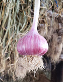 Garlic - 11 varieties - By the Bulb or by the Clove - Certified Disease Free