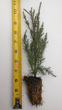 Giant Sequoia Trees- California Redwood - Potted Seedlings
