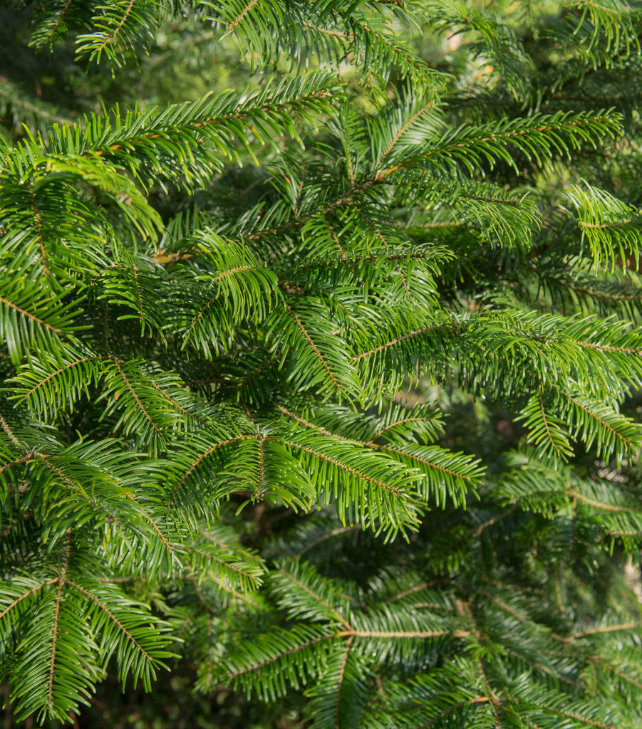 Grand Fir - 2 Year Bare Root -8-14 inches tall(Abies grandis