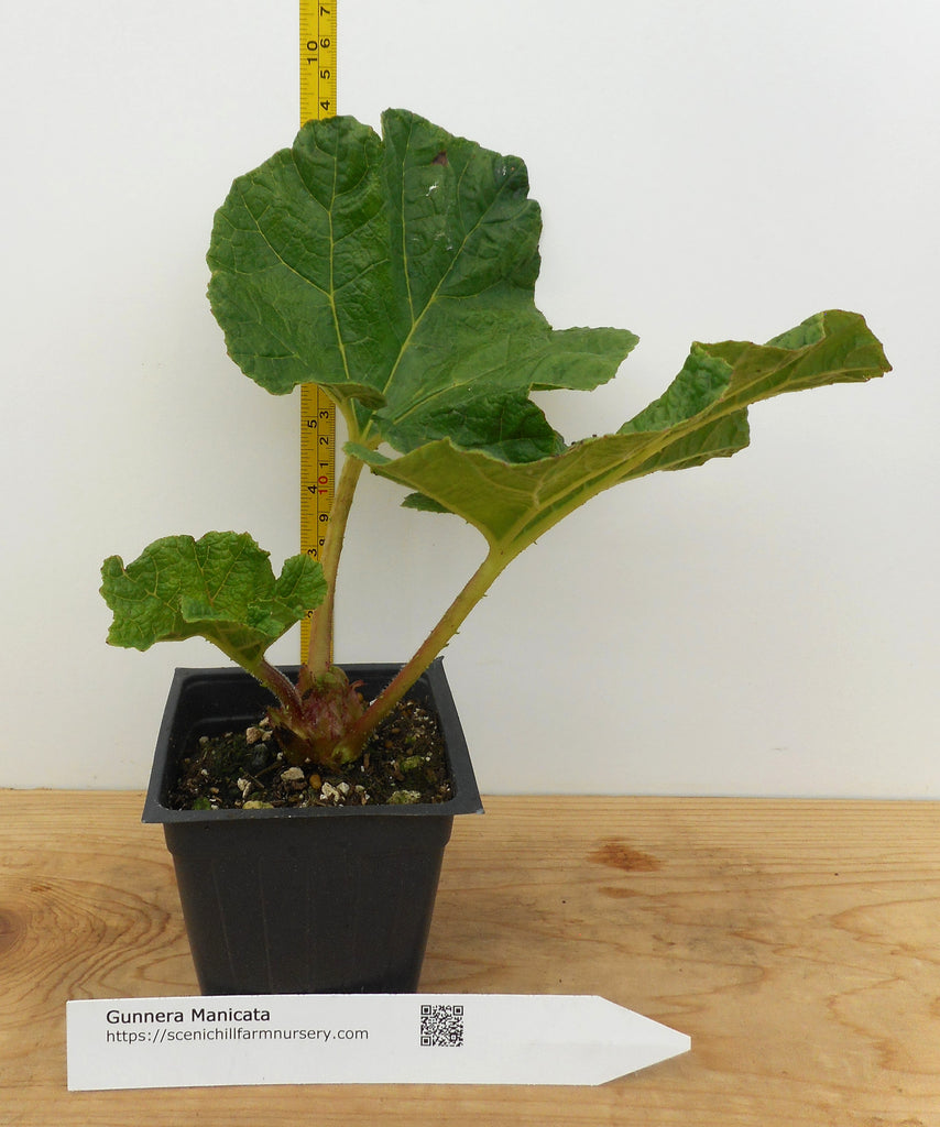 pot plant with 9 leaves Gunnera Manicata Plants