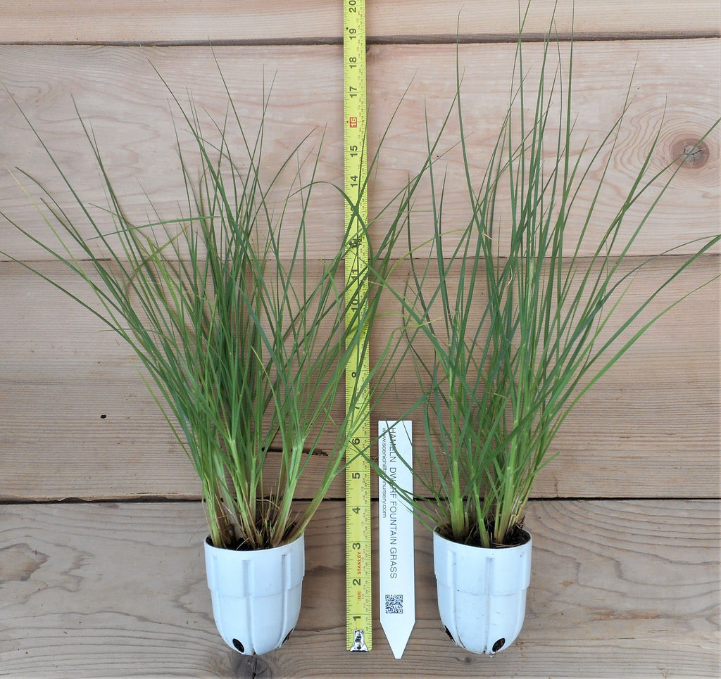 decorative grass plants for pots 'Hameln' Fountain Grass (Pennisetum)