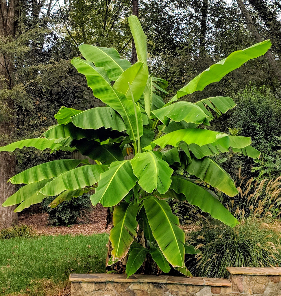 hardy banana plant indoor Hardy Banana (Musa Basjoo) Create a tropical look in USDA zones 7-10 –  Scenic Hill Farm Nursery