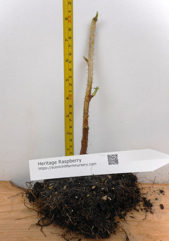 Heritage Everbearing Raspberry Canes - Semi Dormant and Semi Bare Root Plants