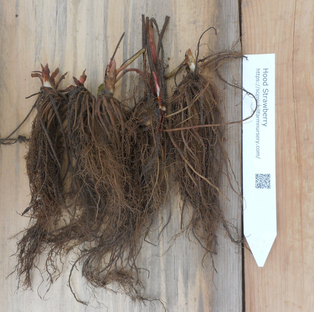 hood strawberry seeds Bare Root Hood Strawberry Plants