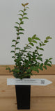 Huckleberry - Vaccinium ovatum - Tasty Berries, Flower Arrangements - Also called Evergreen or Coast Huckleberry