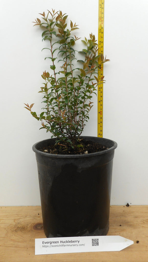 Evergreen Huckleberry Tasty Berries, Flower Arrangements Large Gallo