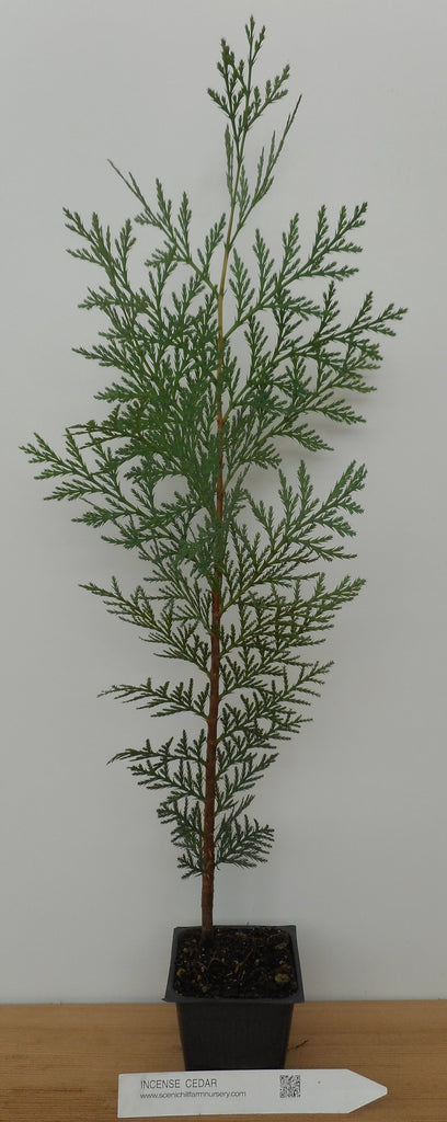 planting cedar trees in pots Incense Cedar Trees - Potted