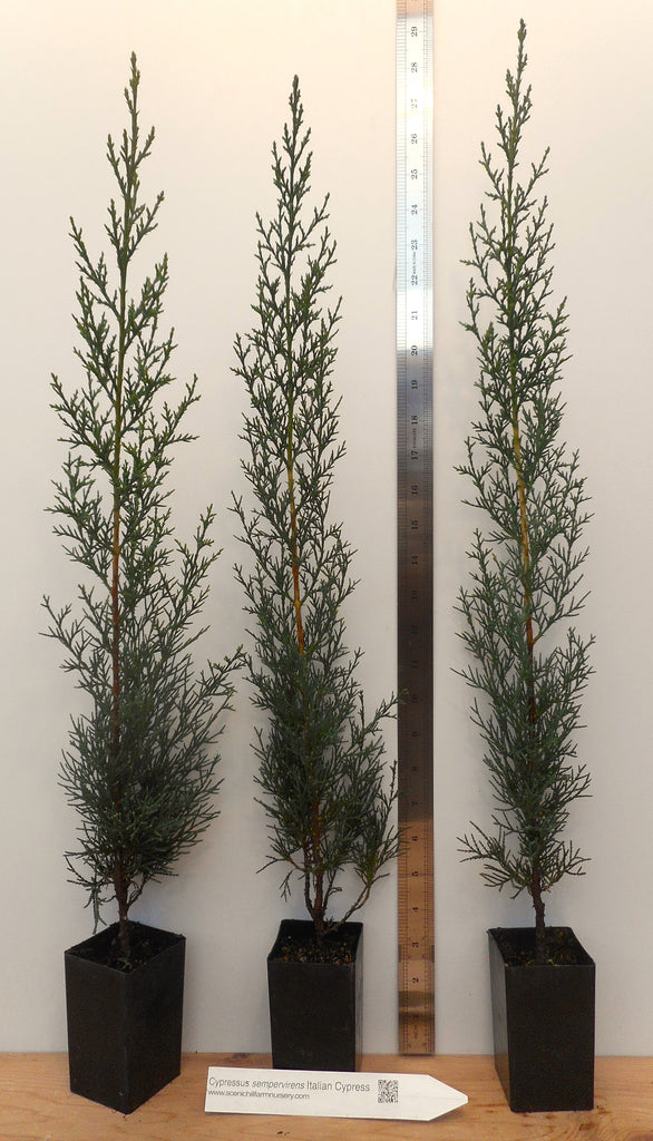 cypress potted plant Italian Cypress (Cupressus sempervirens)
