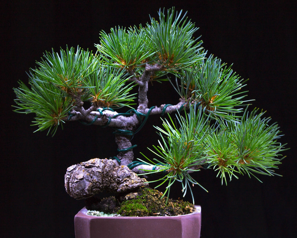 Japanese Black Pine Seedlings - 2 Sizes